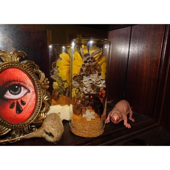Wasp Nest Hornet Bees Rhinoceros Beetle Cicada Skin Oddity Jar flowers taxidermy - Picture 4 of 13